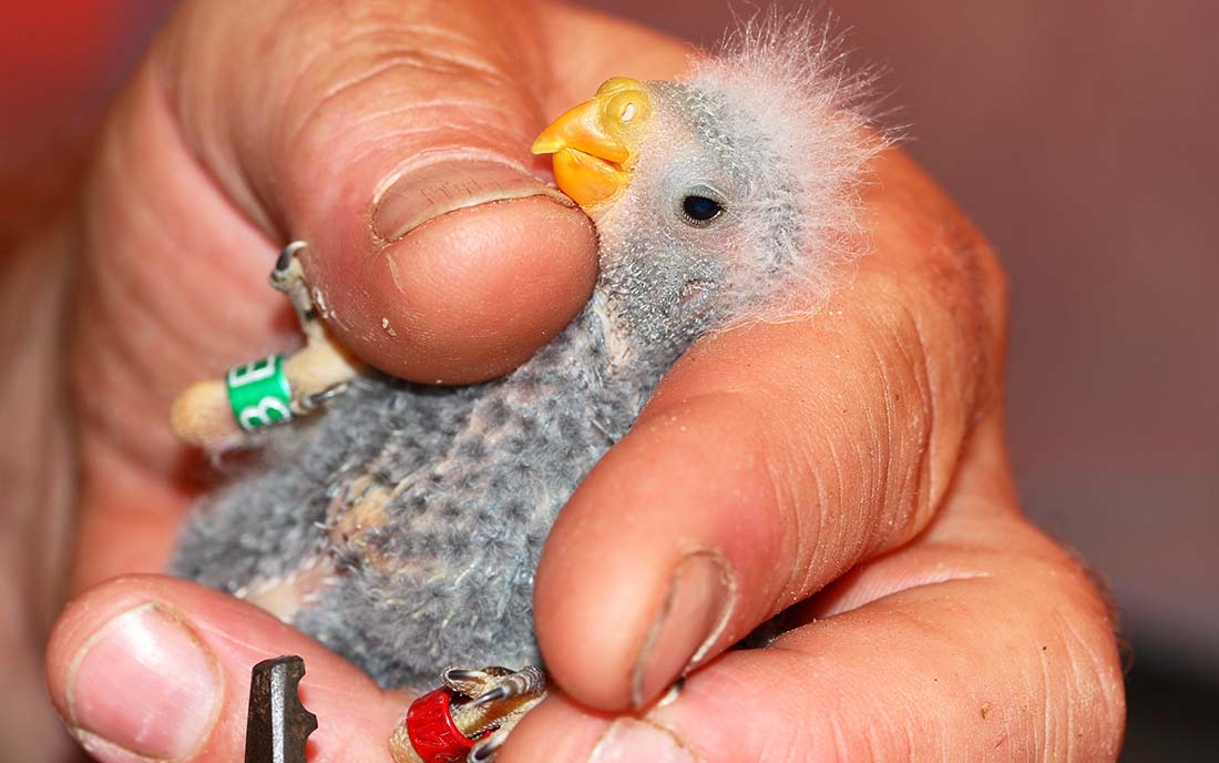 Young Orange-bellied Parrot with band